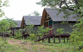 Lion Roars Lodge